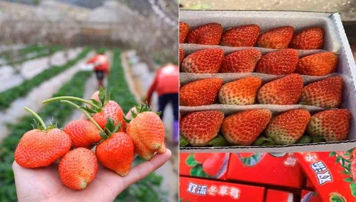Hình dáng của dâu tây Mộc Châu thường không đồng đều do canh tác tự nhiên (Ảnh: Mia)