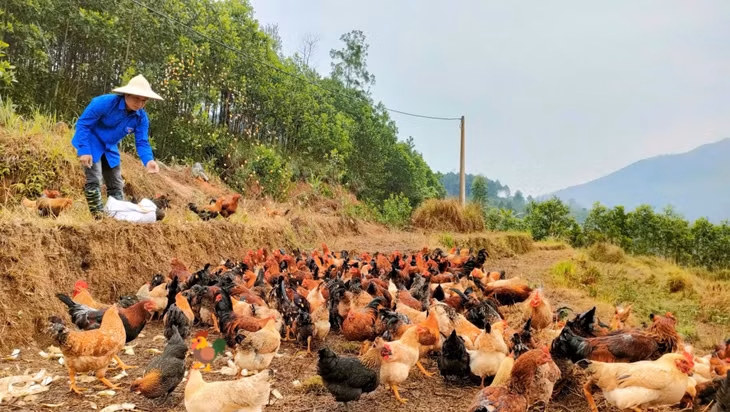 Mô hình nuôi gà của anh Chíu A Hồ, thôn Khe Ngàn, xã Đại Dực (huyện Tiên Yên).
