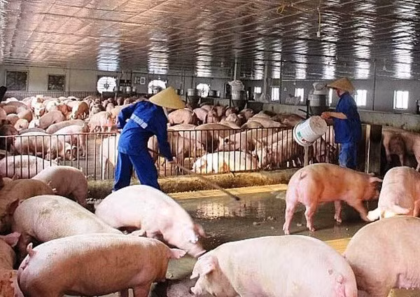 Có thể nhập khẩu thịt lợn đảm bảo nguồn cung dịp Tết - Ảnh 1.