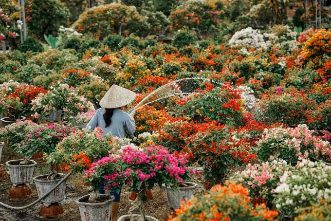 Nông dân chăm sóc vườn hoa giấy tại làng hoa Cái Mơn, Chợ Lách, đầu tháng 1. Ảnh: Thiều Hoàng Nam