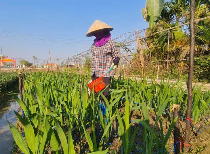 Bà Phạm Thị Điểm, thôn Đình, xã Tiền An, tập trung chăm sóc diện tích trồng hoa Tết của gia đình.