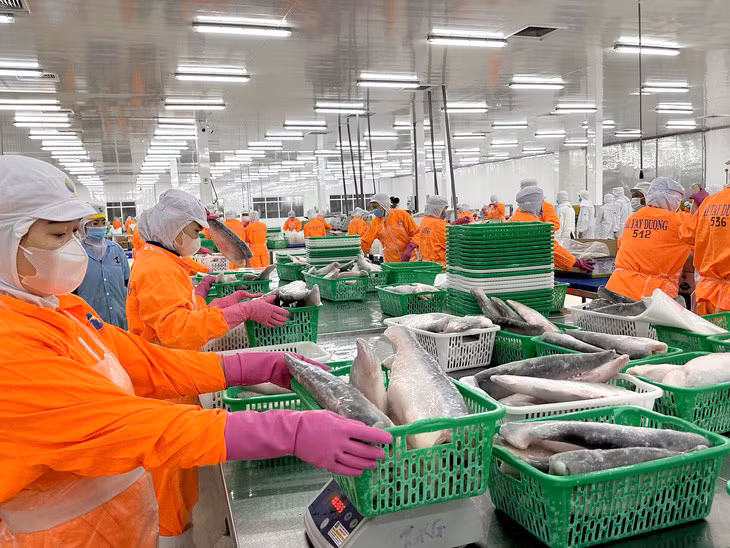 Thị trường Trung Đông rất ưa chuộng mặt hàng cá tra Việt Nam xuất khẩu đạt tiêu chuẩn Halal - Ảnh: THẢO THƯƠNG