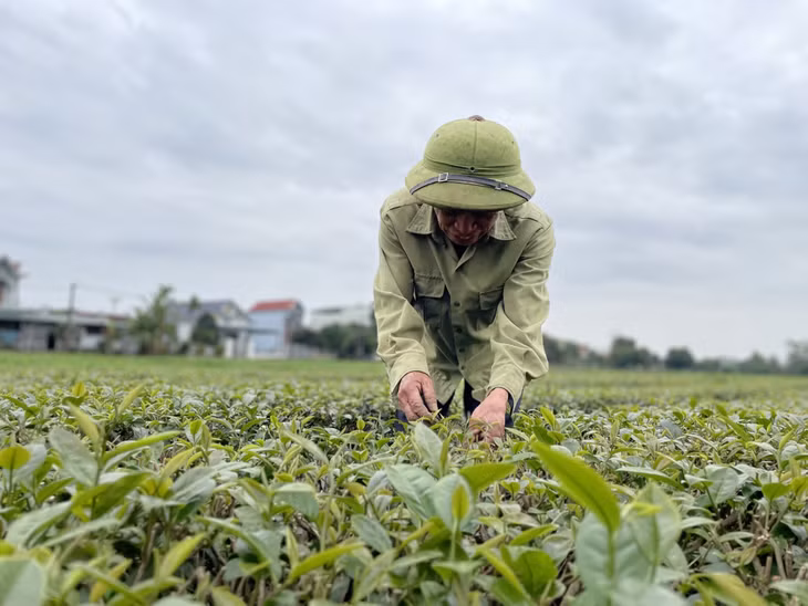 Hộ ông Trần Văn Điều, xã Quảng Long, huyện Hải Hà áp dụng quy trình VietGAP cho diện tích chè của gia đình.