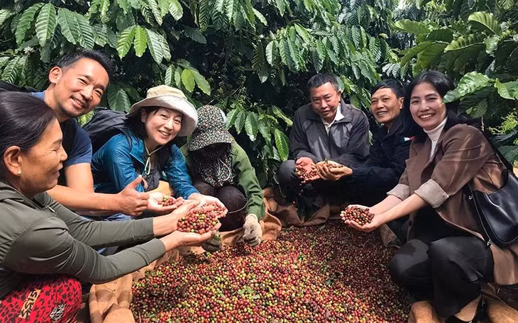 Thu hoạch tại vùng trồng cà-phê bền vững của Công ty TNHH MTV Xuất nhập khẩu 2-9 Đắk Lắk. (Ảnh MINH THU)