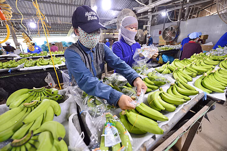 Công nhân sơ chế và đóng gói chuối xuất khẩu tại Công ty TNHH Huy Long An ở huyện Đức Huệ, tỉnh Long An - Ảnh: QUANG ĐỊNH