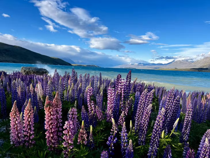 Anh Thiện Nguyễn, một du khách Việt Nam, chia sẻ rằng chuyến đi đến hồ Tekapo đã để lại trong anh nhiều cảm xúc đặc biệt. Việc thong thả dạo bước quanh hồ, tận hưởng bầu không khí trong lành và se lạnh, mang lại cảm giác thư thái và bình yên. Ảnh: Thiện Nguyễn
