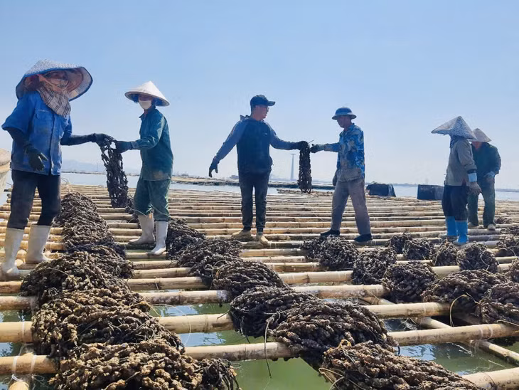 Các hộ NTTS trên địa bàn TX Quảng Yên khôi phục lồng bè và thả giống cho vụ mới.