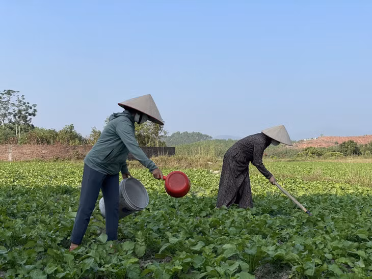Mô hình trồng củ cải của các thành viên tổ hợp tác trồng củ cải thôn Tân Tiến, xã Quảng Tân, huyện Đầm Hà.
