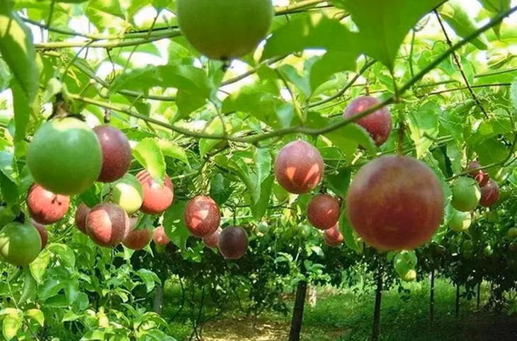 Điều kiện thổ nhưỡng đã giúp trái chanh leo trồng tại Việt Nam có chất lượng hàng đầu thế giới và được người tiêu dùng tại các thị trường yêu thích. Ảnh: Chinhphu.vn