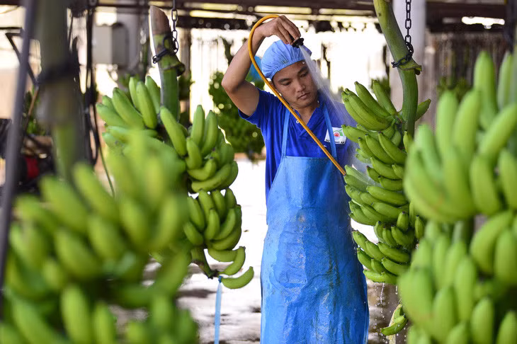 Chuối cũng là một trong những mặt hàng có đóng góp cho ngành rau quả xuất khẩu trong những năm gần đây - Ảnh: QUANG ĐỊNH