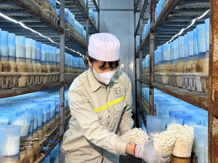 Nhân viên Công ty TNHH Long Hải kiểm tra chất lượng nấm kim châm.