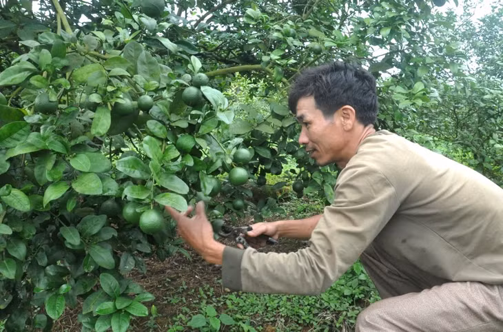 Mô hình trồng chanh phát triển kinh tế gia đình ở xã Tân Bình (huyện Đầm Hà).