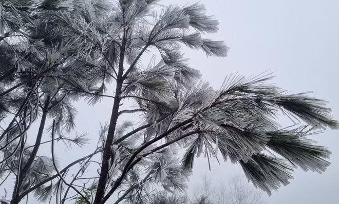 Những "cây băng" trên đỉnh núi đỉnh Tà Xùa, xã Bản Công và đỉnh Tà Chì Nhù, xã Xà Hồ, huyện Trạm Tấu, tỉnh Yên Bái. (Ảnh: Dương Doãn).