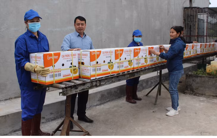 Những thùng cam Cao Phong đầu tiên của Hoà Bình lên đường xuất khẩu. Ảnh: Thu Trang