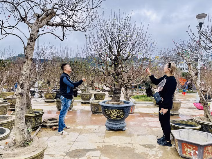 Nhiều thế đào đẹp được bày bán tại Hội hoa xuân thu hút sự chú ý của khách hàng.