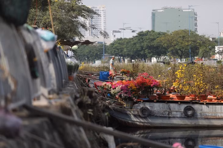 Năm nay, chợ hoa xuân “Trên bến dưới thuyền 2023” có quy mô lớn hơn mọi năm với gần 100 ghe thuyền của các thương lái miền Tây chủ yếu từ các tỉnh như Đồng Tháp, Vĩnh Long, Bến Tre ... chở hoa lên TP HCM.