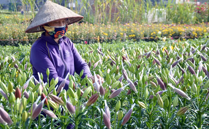 Cũng ở khu 5, bà Lê Thị Trạch đang bó những cây hoa ly để tránh sương muối và hãm cho hoa nở chậm lại kịp thời cung cấp cho thị trường Tết Nguyên đán.
