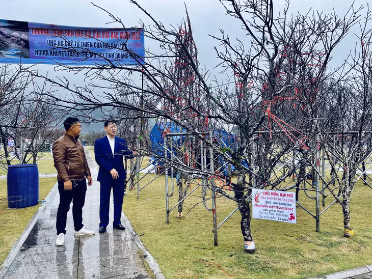 Cây đào đá có thế "Cánh buồm vượt trùng dương", giá khởi điểm 20 triệu đồng.