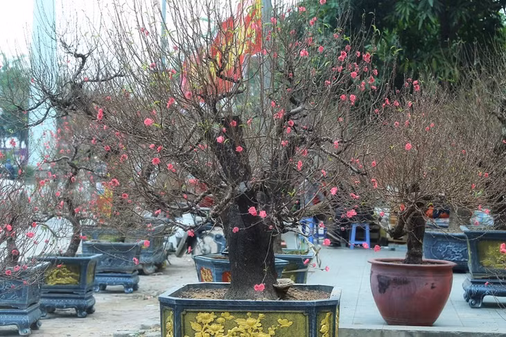 Những gốc đào có giá bán trung bình từ 2 - 30 triệu đồng/ cây.