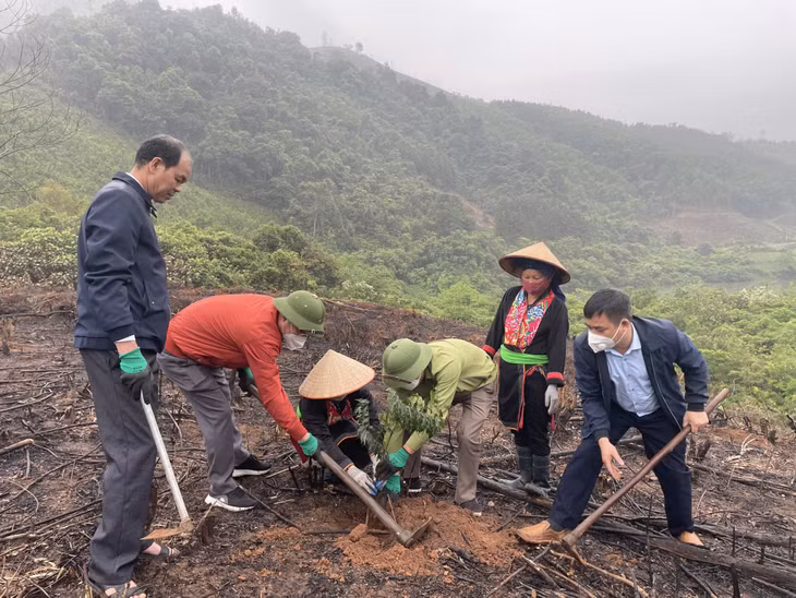 Hội Nông dân tỉnh ra quân trồng lim tại xã Thanh Sơn, huyện Ba Chẽ.