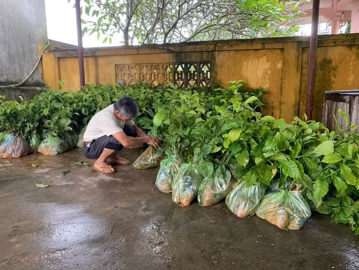 Người dân xã Quảng Thịnh (huyện Hải Hà) kiểm tra cây giống để trồng rừng gỗ lớn trên địa bàn.