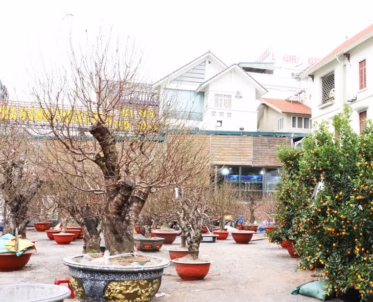 Giá đào hiện tại dao động từ 2,5 - 20 triệu đồng/gốc, tùy loại.
