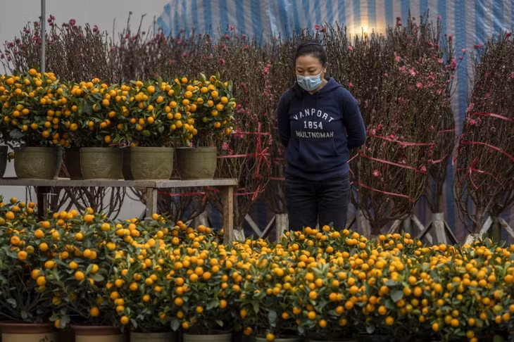 Một phụ nữ đeo khẩu trang ngắm cây quất tại chợ hoa ở Công viên Victoria vào ngày 16/1 tại Hong Kong, Trung Quốc. Ảnh: AFP