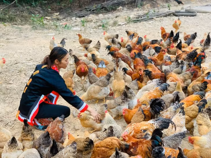 Hội viên phụ nữ huyện Đầm Hà phát triển kinh tế gia đình với mô hình nuôi gà bản địa.