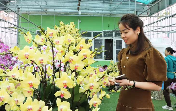 Lan hồ điệp trồng thành chậu được nhiều người dân quan tâm, hỏi mua để về trang trí trong gia đình từ sớm.