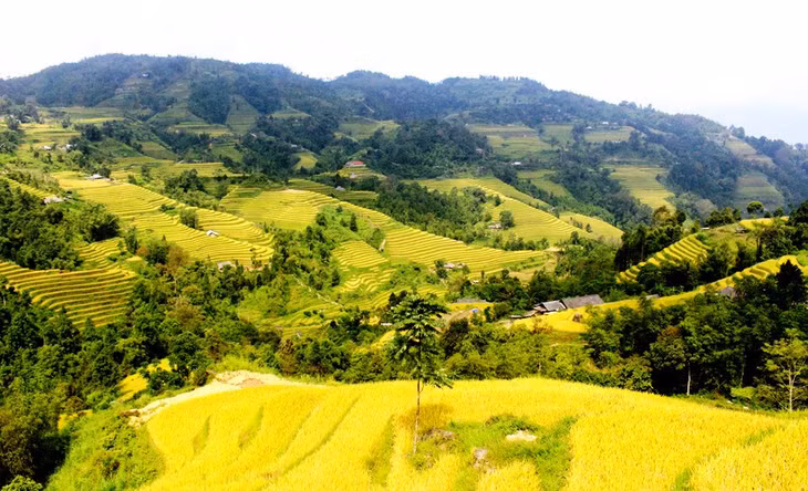 Ruộng bậc thang Hoàng Su Phì đã có tuổi đời cả trăm năm. Ảnh: Nguyễn Phương.