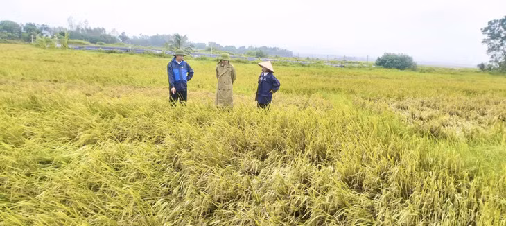 Cán bộ chuyên môn phòng NN&PT nông thôn huyện; Trung tâm dịch vụ kỹ thuật nông nghiệp huyện trực tiếp xuống đồng hướng dẫn bà con thôn 9, xã Quảng Minh biện pháp khắc phục diện tích lúa bị ngập lụt.