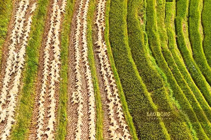 Những thửa ruộng bậc thang tạo nên một khung vô cùng thơ mộng và lãng mạn trong buổi chiều tà.