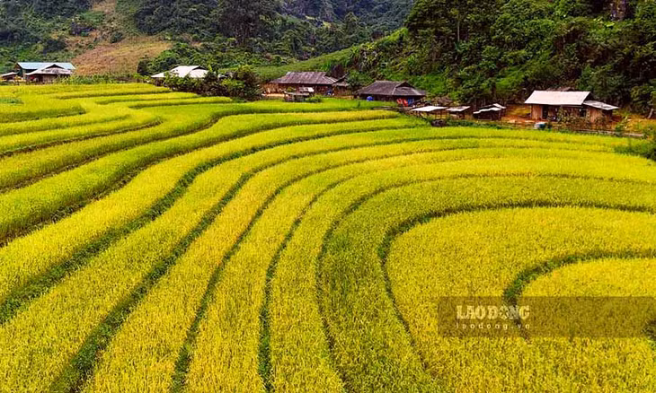 Với những mảng màu vàng óng ả, xen lẫn với màu xanh của cây lá, giúp Tủa Chùa tạo nên một vẻ đẹp khó quên trong mắt du khách.