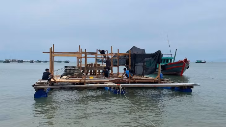 Anh Nguyễn Văn Dinh (thị trấn cô Tô, huyện Cô Tô) đang đóng lại bè nuôi cá của gia đình để tái sản xuất.