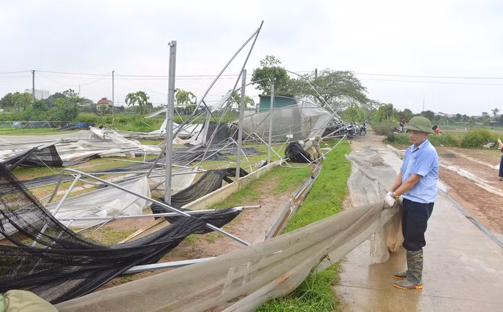 Nhiều nhà vườn rau quanh Hà Nội bị mất trắng - Ảnh: N.AN