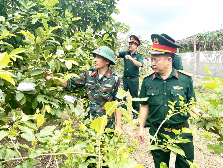 Lãnh đạo Ban CHQS TX Đông Triều thăm vườn cây ăn quả của khu tăng gia tập trung.
