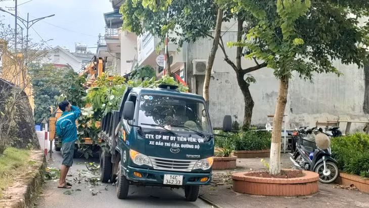 Các lực lượng chức năng và người dân thị trấn Tiên Yên cắt tỉa cây xanh, phòng chống thiệt hại bão số 3 có thể gây ra.