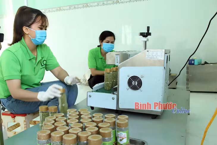 HTX hồ tiêu hữu cơ Lộc Quang, huyện Lộc Ninh tiên phong đưa hồ tiêu chế biến sâu, tạo ra 27 sản phẩm đạt chuẩn OCOP và đang đẩy mạnh quảng bá sản phẩm qua kênh thương mại điện tử, mở rộng thị trường tiêu thụ, nâng cao giá trị hồ tiêu chế biến các sản phẩm đa dạng phục vụ nhu cầu trong nước và xuất khẩu