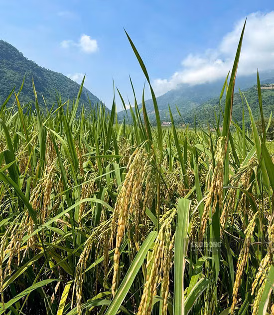Thời điểm cuối tháng 9.2024, cánh đồng xã Mường Vi rộng gần 200 ha đang độ ngả vàng. Do nơi đây không có gió mạnh trong đợt mưa vừa qua nên lúa không bị gãy đổ, các thửa ruộng bậc thang vẫn giữ được vẻ đẹp vẹn nguyên.