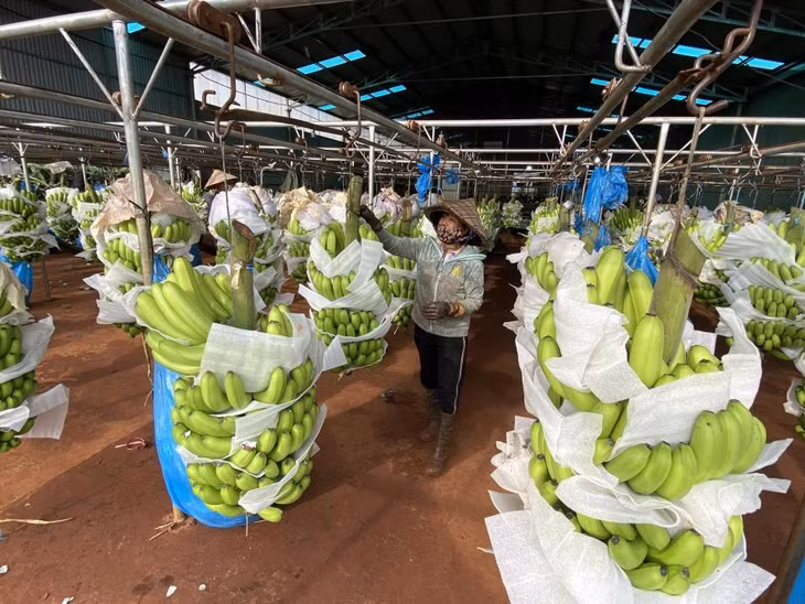 Xuất khẩu nông lâm ngư nghiệp 8 tháng đầu năm đạt được những con số ấn tượng. Ảnh minh họa: Thanh Tuấn