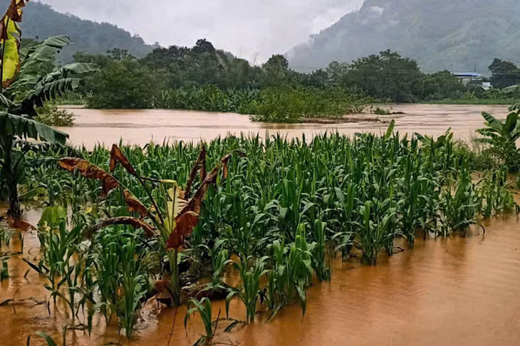 Diện tích hoa màu bị sạt lở vùi lấp, ngập lụt lên đến hàng trăm héc ta. Ảnh: Đinh Đại
