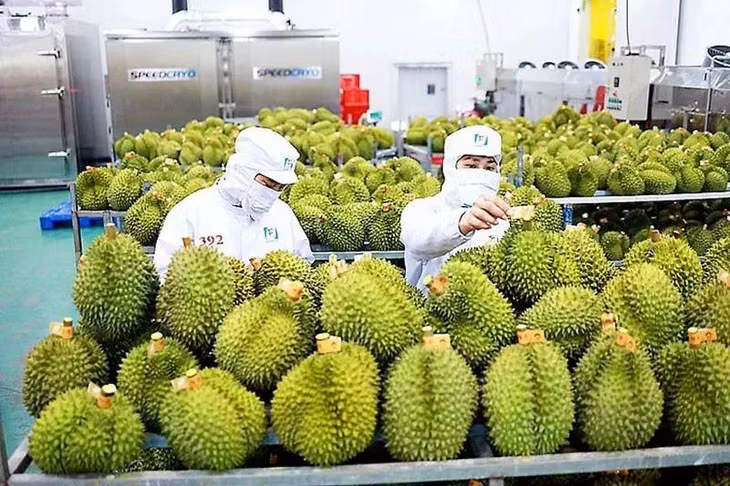 Dự báo xuất khẩu sầu riêng năm 2024 sẽ vượt 3 tỷ USD và đóng góp lớn vào kim ngạch xuất khẩu của ngành rau quả Việt Nam. Ảnh: Nhung Bùi