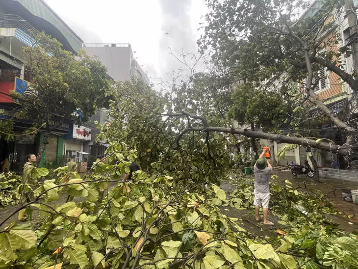 Chính quyền và người dân khu 6, phường Cẩm Trung, TP Cẩm Phả tích cực dọn dẹp, cắt tỉa các cây đổ ra đường, kết nối giao thông đi lại.