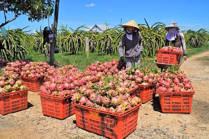 Thanh long là một trong những mặt hàng xuất khẩu lớn sang Trung Quốc (Ảnh: TTXVN)