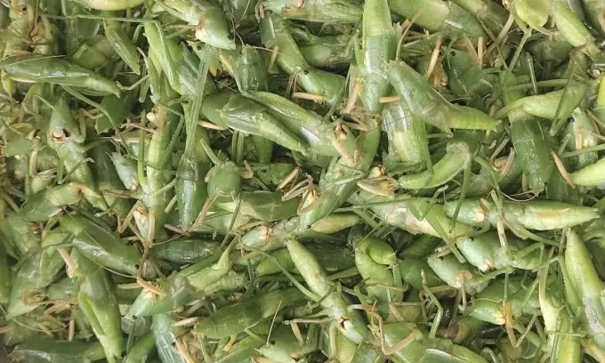 Muỗm xanh đã cắt cánh. Ảnh: Thanh Hoài