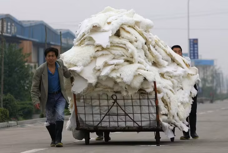 Hai công nhân vận chuyển lông thú tại một nhà máy ở tỉnh Hà Nam, Trung Quốc. Ảnh: Getty Images