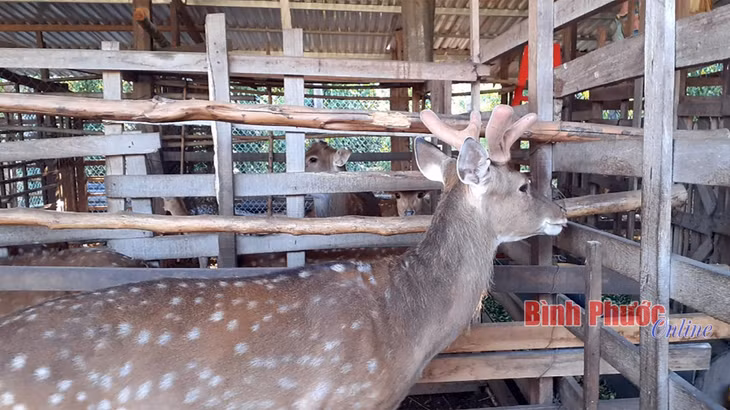 Con hươu đực trong thời kỳ ra nhung