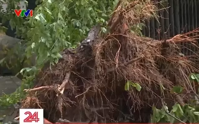 Làm thế nào để khắc phục và chăm sóc cây đổ sau bão? - Ảnh 1.