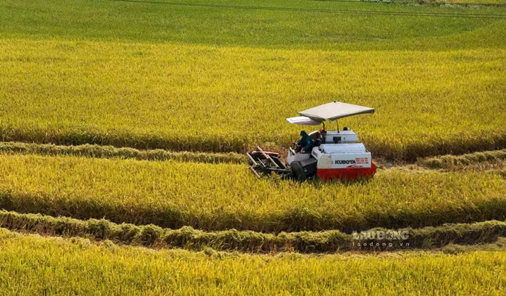 Máy gặt liên hoàn được đưa vào sử dụng tại cánh đồng Mường Vi.