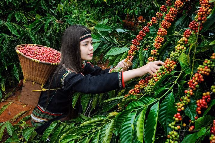Giá cà phê Robusta xuất khẩu lần đầu vượt xa giá cà phê Abarica. (Ảnh minh họa: Báo Dân tộc và Phát triển)